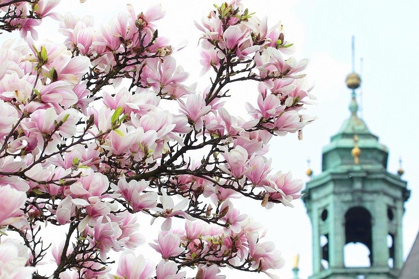 Zakwitły magnolie na Wawelu [ZDJĘCIA]