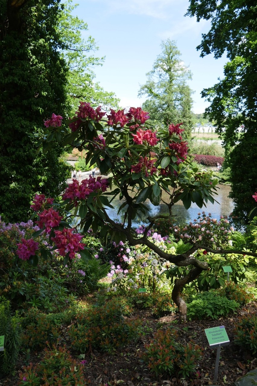 W niedzielę rozpocznie się sezon w Arboretum Wojsławice. Na dzień otwarcia w programie wystawy, koncert, kiermasz i spacer z przewodnikiem