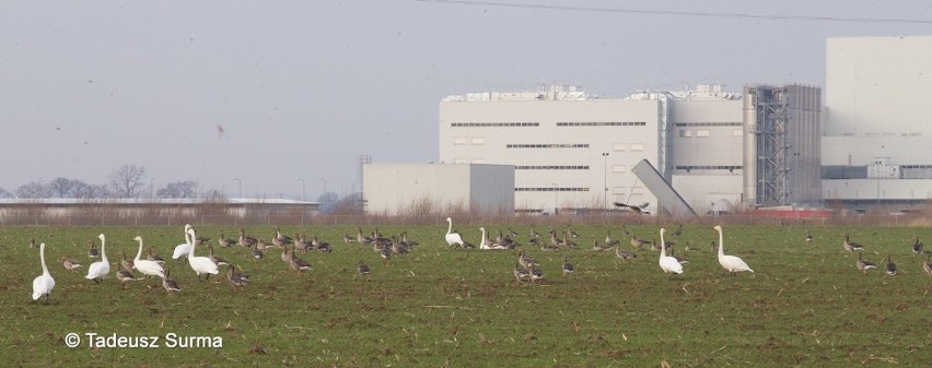 Stadko szarogęsiło się w Kluczewie