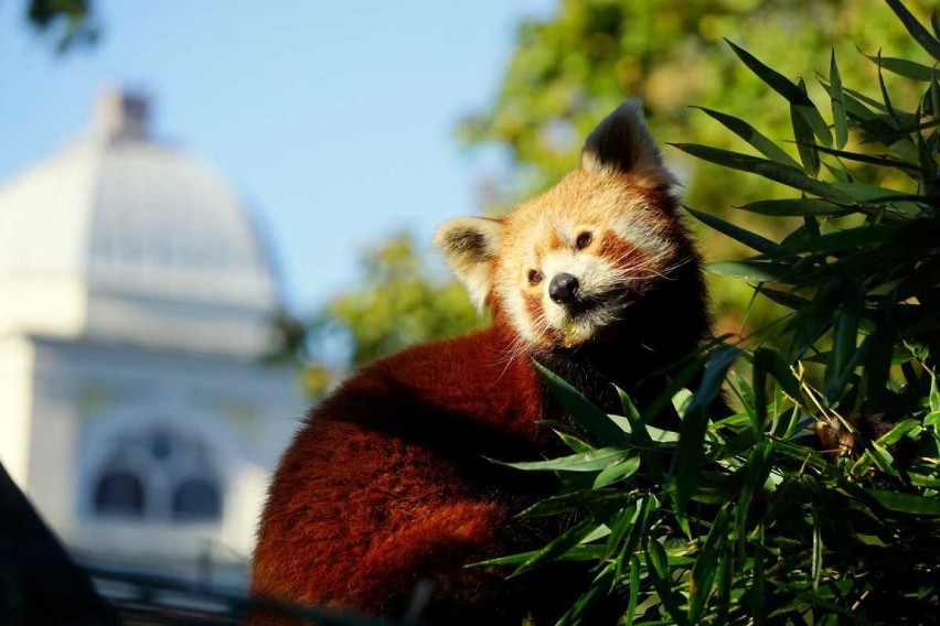 Panda Mała to gatunek zagrożony wyginięciem