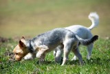 Pomarańczowe oznaczenia w poznańskim parku. Radni chcą zwrócić uwagę właścicieli psów na sprzątanie odchodów