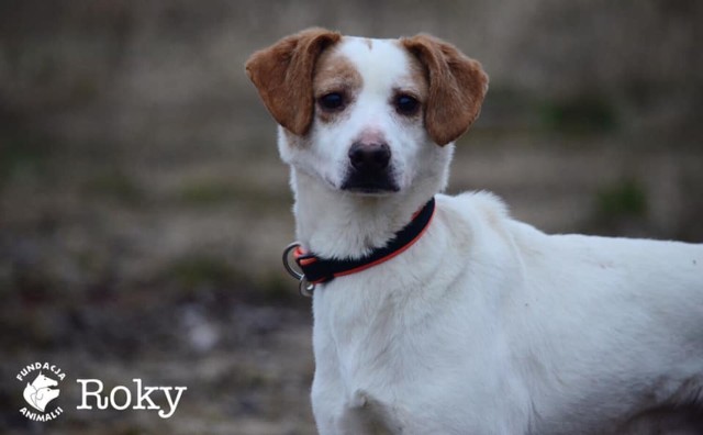 imię: ROKY
Wiek: około 4 lata
Kastracja: tak
Szczepienie/ odrobaczenie : tak

Roky to jeden z 16 psów odebranych interwencyjnie. Jeden z tych, które pobyt w schronisku znosił najgorzej. Wyobcowany, niepewny, przerażony i obojętny. Dziś już potrafi wyrazić odrobinę radości wynikającej z obcowania z człowiekiem, potrafi chodzić na smyczy, pokazać zainteresowanie otaczającym światem.
