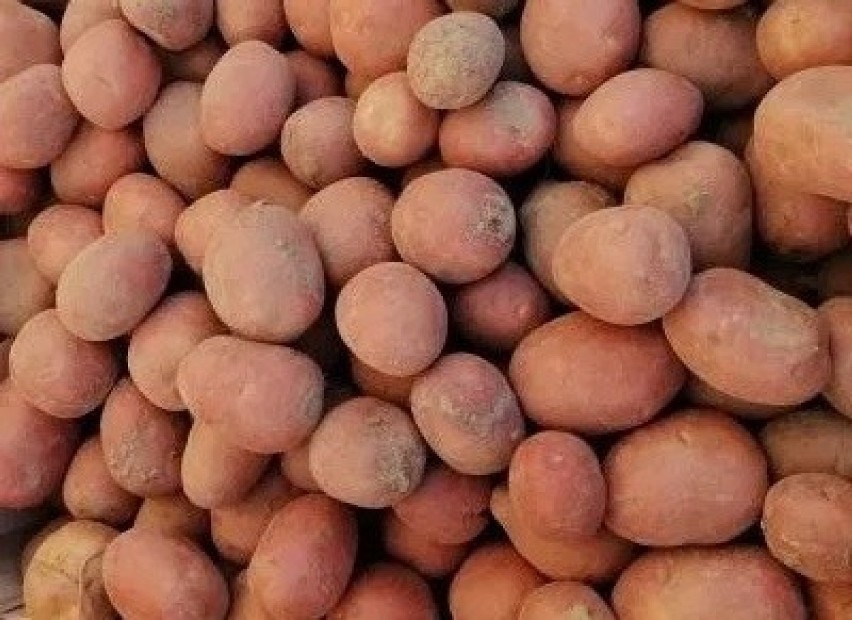 Ziemniaki Bellarosa BIO
cena: 1 zł/kg

Sprzedam ziemniaki...