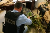 Policjanci odkryli ogromną plantację konopi w Nowej Wsi Wielkiej