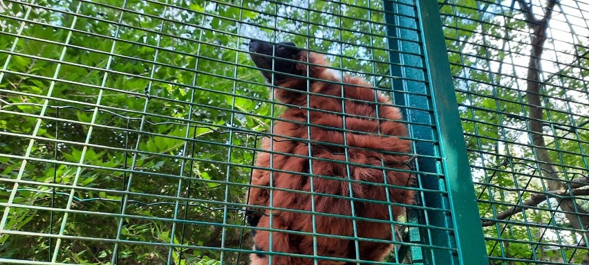 Ogród zoologiczny w Poznaniu. Lemur