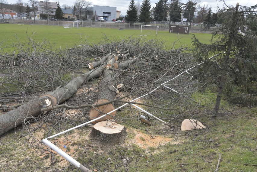 Stare drzewa są zagrożeniem dla nowego ogrodzenia miejskiego stadionu. Planowana jest wycinka jesionów i nasadzenie sosen