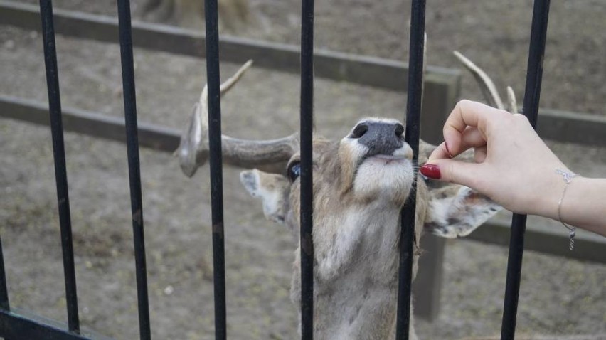 Pomóż dokarmić zwierzęta! Przynieś żołędzie do Zoo Akcent