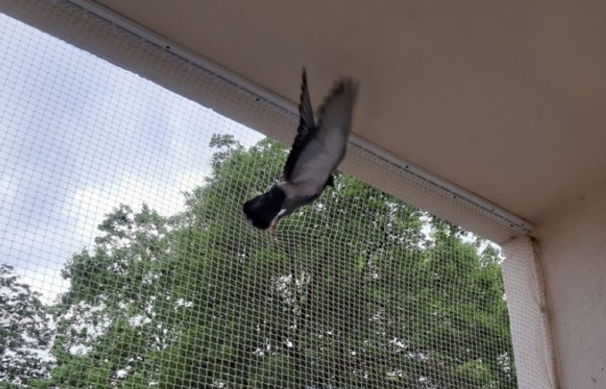 Gołębie uwięzione na balkonie przy Łukasiewicza we Wrocławiu. Na ratunek ruszył Animal Patrol [ZDJĘCIA]