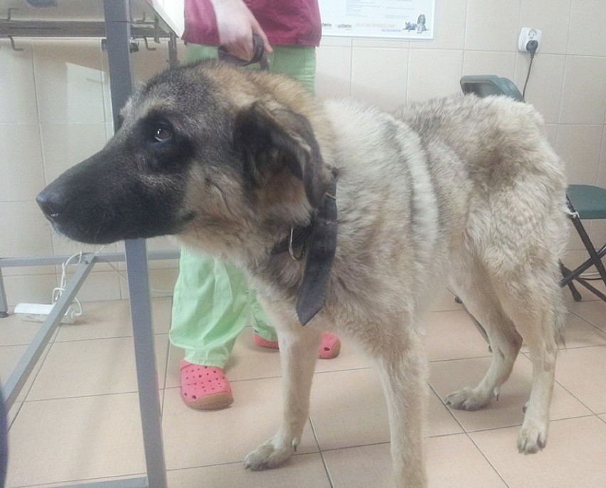 Reks Malbork: Wygłodniały i ranny pies błąkał się nad Nogatem