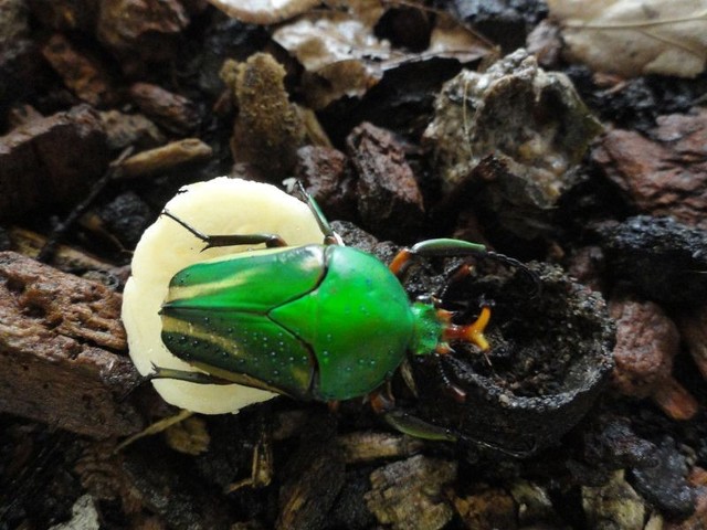 Eudicella woermanni