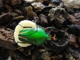 Kolorowe chrząszcze we wrocławskim zoo (ZDJĘCIA)