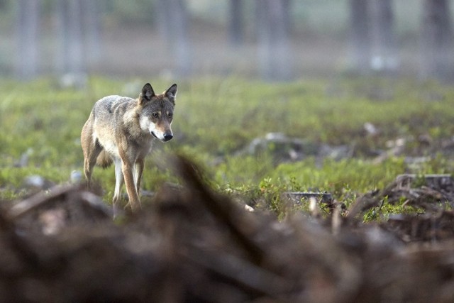 Polski Związek Łowiecki, na podstawie obserwacji terenowych, szacuje, że na Opolszczyźnie jest ok. 30 – 40 wilków.