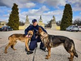 Psy policyjne na szkoleniu w ogrodzie Pałacu Branickich [zdjęcia]