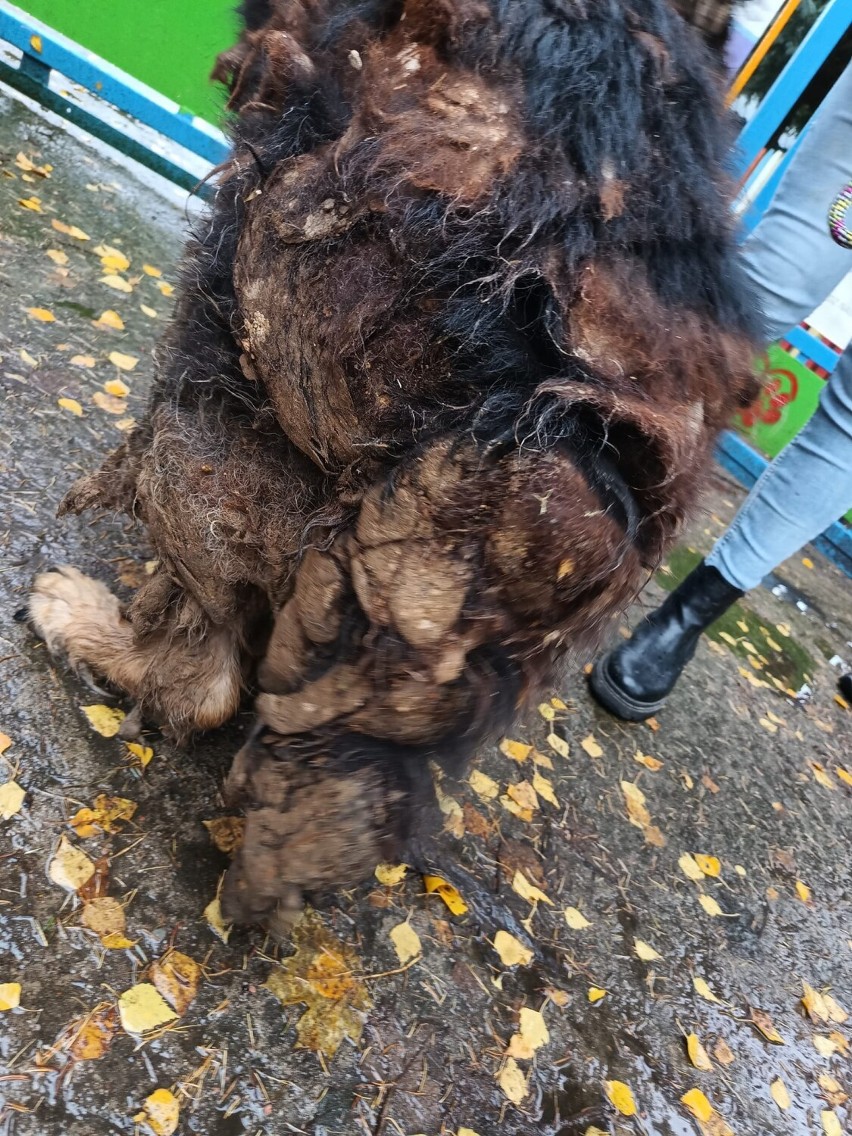 Pies Rex w fatalnym stanie trafił do schroniska w Gnieźnie