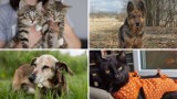 Te cudowne zwierzaki są do oddania za darmo w Legnicy i okolicach. Zobacz zwierzaki do adopcji i poznaj ich historię! [ZDJĘCIA]