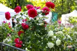 W weekend Piknik Wśród Róż w Kutnie. Zaplanowano wiele atrakcji!
