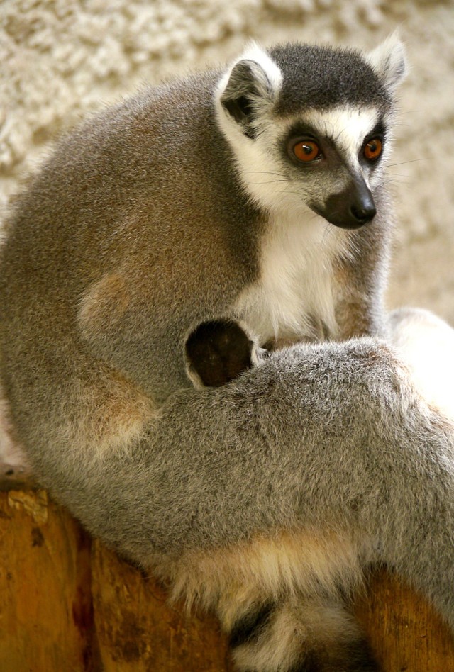 W zamojskim zoo przyszły na świat trzy lemury