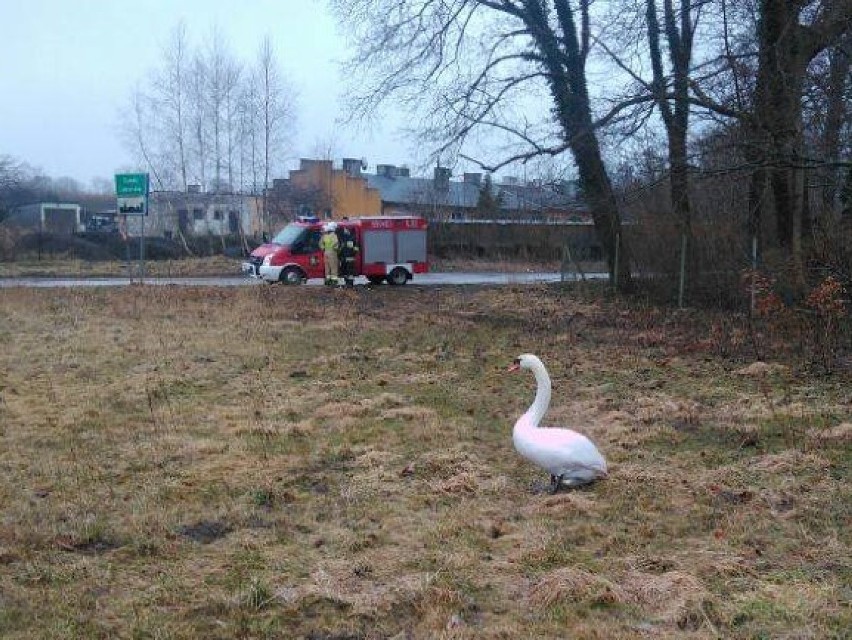 Ochotnicy z Choczewa uratowali rannego łabędzia w Osiekach Lęborskich [ZDJĘCIA]