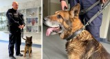 Marko, policyjny pies tropiący z KMP w Toruniu, odszedł na zasłużoną emeryturę