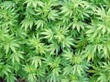 Pod Nysą policjanci zlikwidowali trzy plantacje konopi i przechwycili 8 kg marihuany