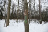 Setki drzew do wycinki w Parku Śląskim? Społecznicy apelują o zmianę trasy III linii Elki