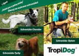 Dzień psa z pełną miską - konkurs dla śląskich schronisk