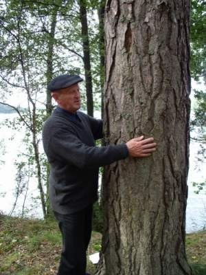 - Takie drzewa rosły na ziemi mojego ojca przez wiele lat - mówi Andrzej Majkowski z Kosobud. Na zdjęciu w tle jezioro należące niegdyś do rodziny.