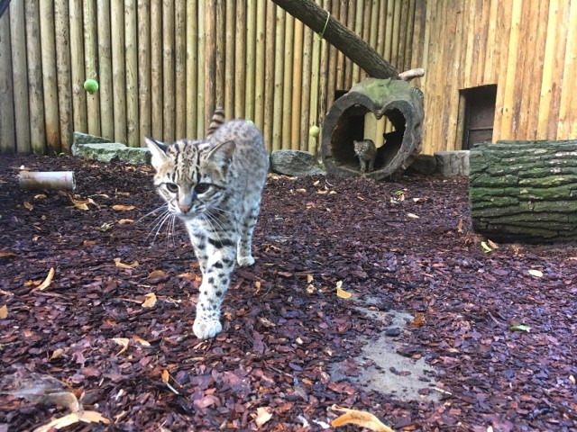 Zoo: Nowi mieszkańcy i remonty pawilonów