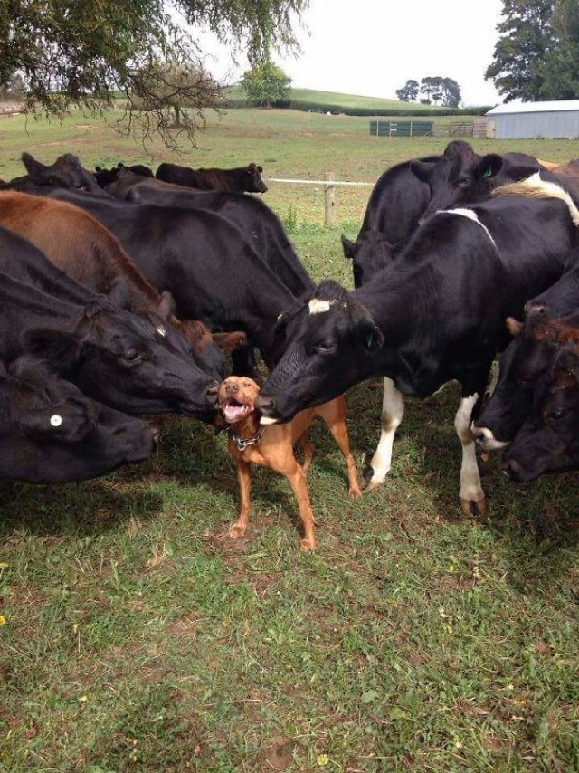 Te krowy myślą, że są psami! Łaszą się i przytulają do ludzi.