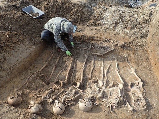 Tuż za murami szpitala przy ul. Walczaka w Gorzowie archeologowie odkryli zbiorową mogiłę. W grobie znajdowały się kości 26 osób. - Byli to mężczyźni. Według danych historycznych jakie zebraliśmy, to żołnierze, którzy prawdopodobnie zmarli w szpitalu - mówi Maksymilian Frąckowiak, archeolog poznańskiej Pracowni Badań Historycznych i Archeologicznych POMOST.

Na ten grób natknięto się podczas prac budowlanych w ubiegłym roku. Wtedy poinformowano prokuraturę, która zabezpieczyła część szczątków. Archeologowie z POMOSTU odebrali szczątki z medycyny sądowej. Po uzyskaniu wszystkich stosownych zezwoleń rozpoczęli prace pod szpitalem, które realizowali 8 i 9 marca. Szczątki, które odnaleźli, to niemieccy jeńcy, którzy byli więźniami obozu NKWD. 
-&nbsp;W tym obozie wybuchały epidemie, między innymi tyfusu. Tych chorych przewożono do szpitala przy Walczaka. Tam bez odpowiedniej opieki medycznej umierali. Chowano ich na zapleczu tego szpitala, na terenach dzisiejszych ogródków działkowych - tłumaczy Maksymilian Frąckowiak. O tym, że w grobowcu pogrzebano niemieckich żołnierzy mogą potwierdzać znajdujące się tam niemieckie znaki tożsamości. - Nie wiemy czy oni zmarli w wyniku choroby, czy z innej przyczyny. W każdym razie nie było śladów postrzałów. Ponieważ istnieje duże prawdopodobieństwo występowania dalszych mogił, teren będzie przez nas nadal przeszukiwany - dodaje Maksymilian Frąckowiak. 

Obóz NKWD znajdował się na terenie dzisiejszego Stilonu. Funkcjonował w latach 1945-1947. W październiku szczątki zostaną pochowane na niemieckim cmentarzu wojennym w Starym Czarnowie (woj. zachodniopomorskie).