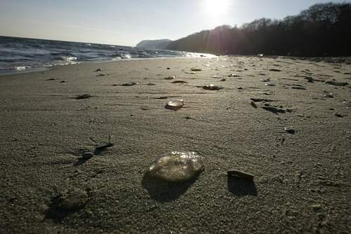 Także na plaży przy bulwarze nadmorskim w Gdyni leżą meduzy.