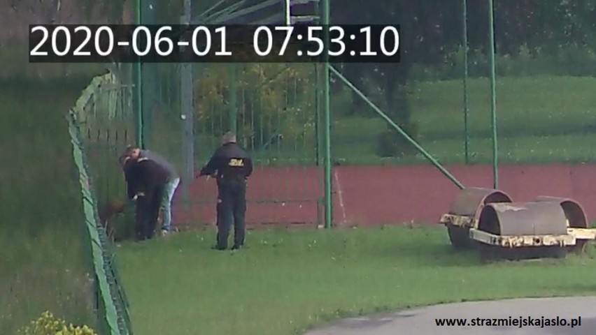 Nietypowa interwencja Straży Miejskiej z Jasła. Funkcjonariusze zostali wezwani na pomoc do uwięzionej sarny [FOTO]