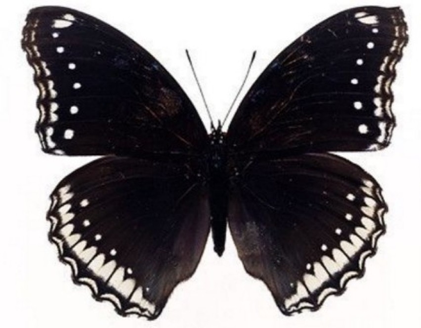 Czarny motyl przecinający twą drogę wróży rychłą śmierć, lub...