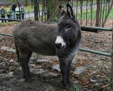 W piątek 11. urodziny USiołka. Michał dostanie jabłka i marchewki