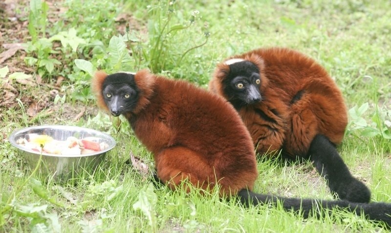 Nowi mieszkańcy Nowego Zoo w Poznaniu.