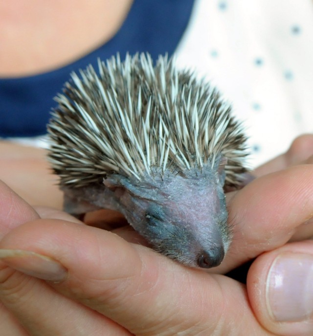 Jeż z lecznicy "Animalsa" czuje się coraz lepiej