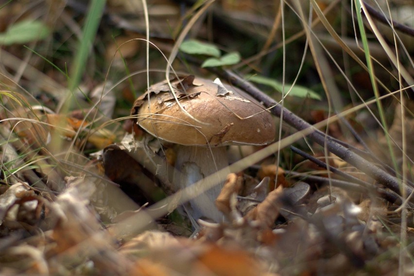 Dolny Śląsk: Ruszaj na grzyby. Nasi Czytelnicy wskazują najlepsze miejsca