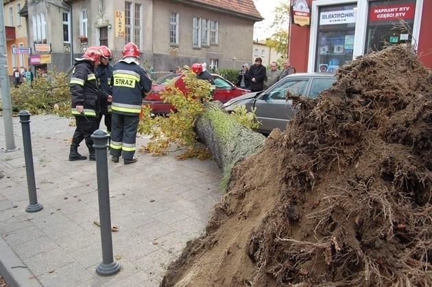 W środę około godz. 13 na ul. Zwycięstwa w Lęborku drzewo spadło na dwa samochody i przechodzącego mężczyznę, który z obrażeniami głowy trafił do szpitala