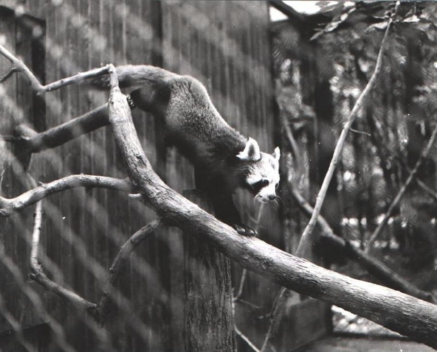 19.08.1974. Niecały miesiąc przed otwarciem Nowego Zoo na...