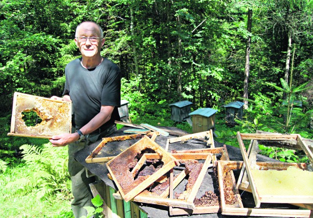 Eugeniusz Kowalik z Przysietnicy pokazuje ramki z uli wyjedzone przez niedźwiedzia