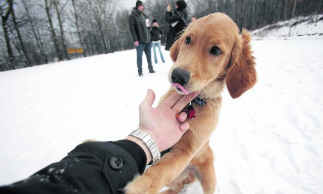 Czteromiesięczny golden retriever Santo jest pełen energii i pozytywnych uczuć w stosunku do ludzi