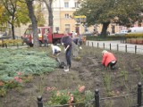 Poznań: Sadzą róże i śnieguliczkę na placu Ratajskiego 