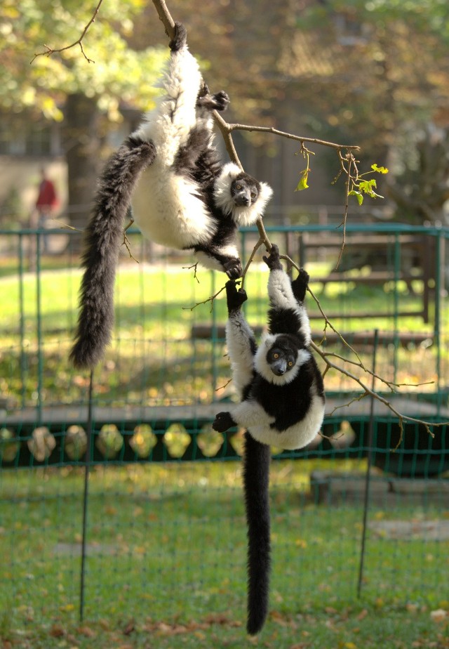 Lemury zapraszają na walentynki do zoo