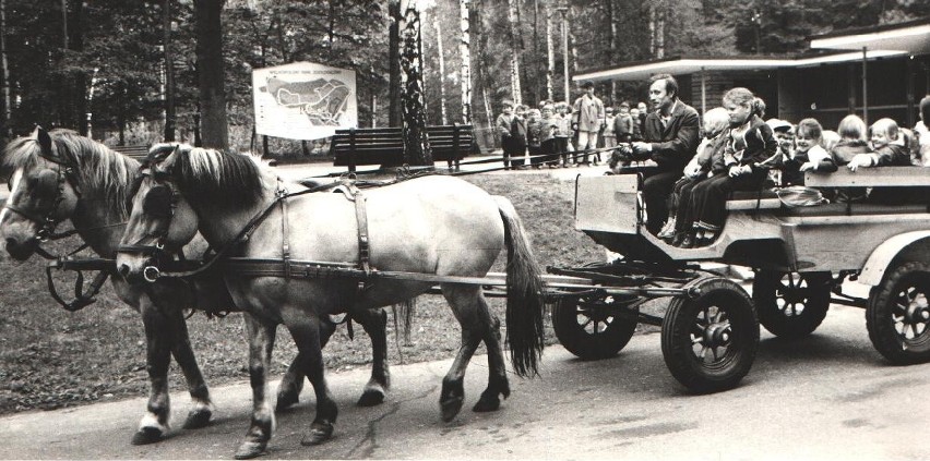 Kiedyś w Nowym Zoo można było przejechać się bryczką.