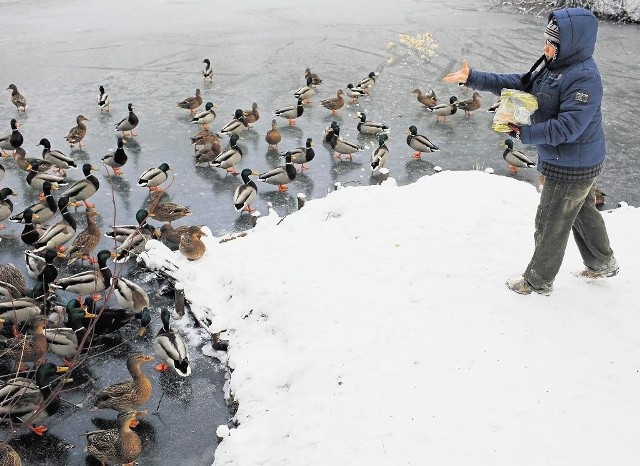 Ubiegłą zimę spędziły w Poznaniu prawie 3 tys. kaczek