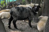 Mieszkańcy alarmują: owce na Błoniach kuleją! [ZDJĘCIA, VIDEO]