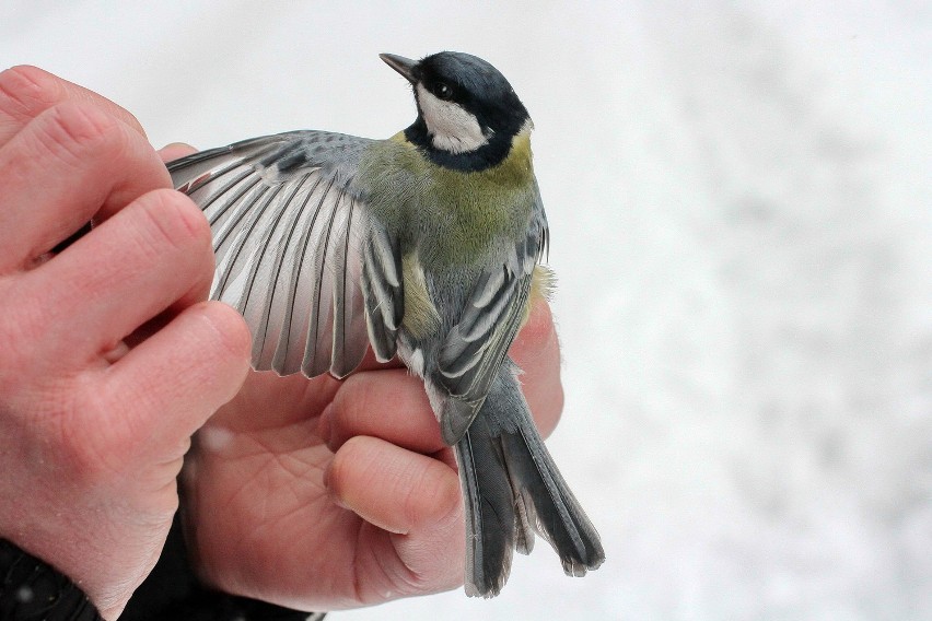 Czas na zimowe liczenie ptaków w Małopolsce [ZDJĘCIA]