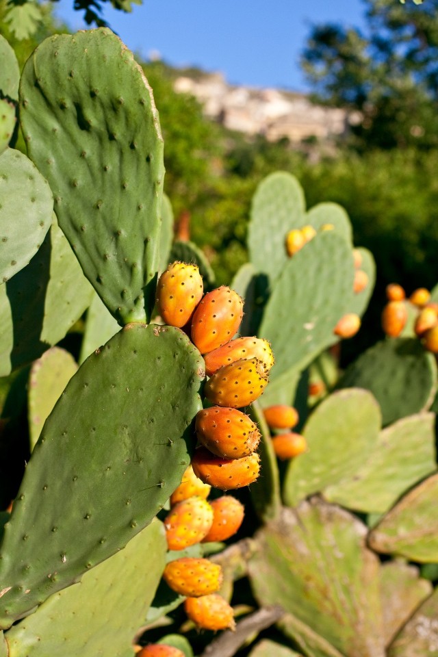Proszek z tego kaktusa może wspomóc naszą walkę ze zbędnymi kilogramami
