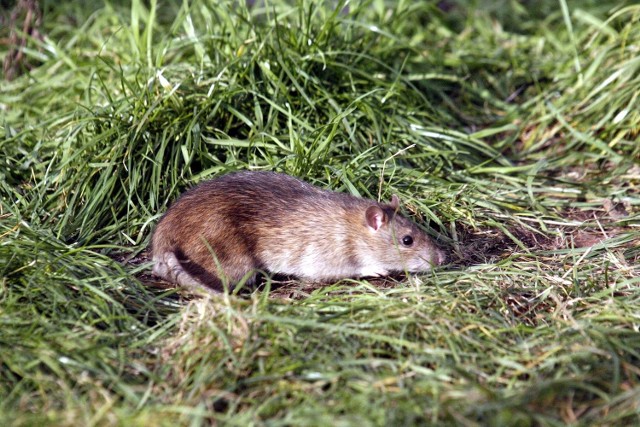 W pobliżu stawu w Parku Poniatowskiego grasuje kilkadziesiąt szczurów