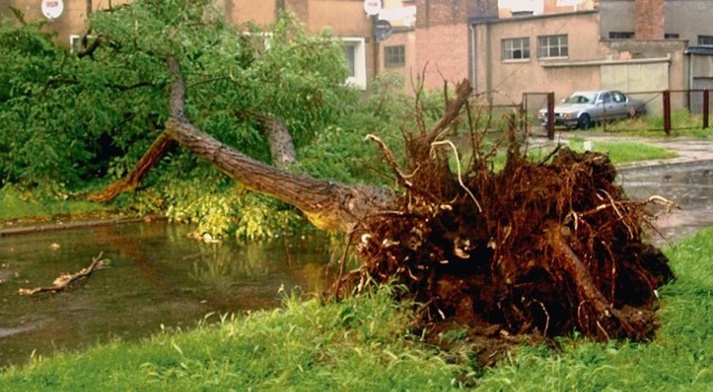 Piorun powalił drzewo w alei Wojska Polskiego w Starogardzie Gdańskim